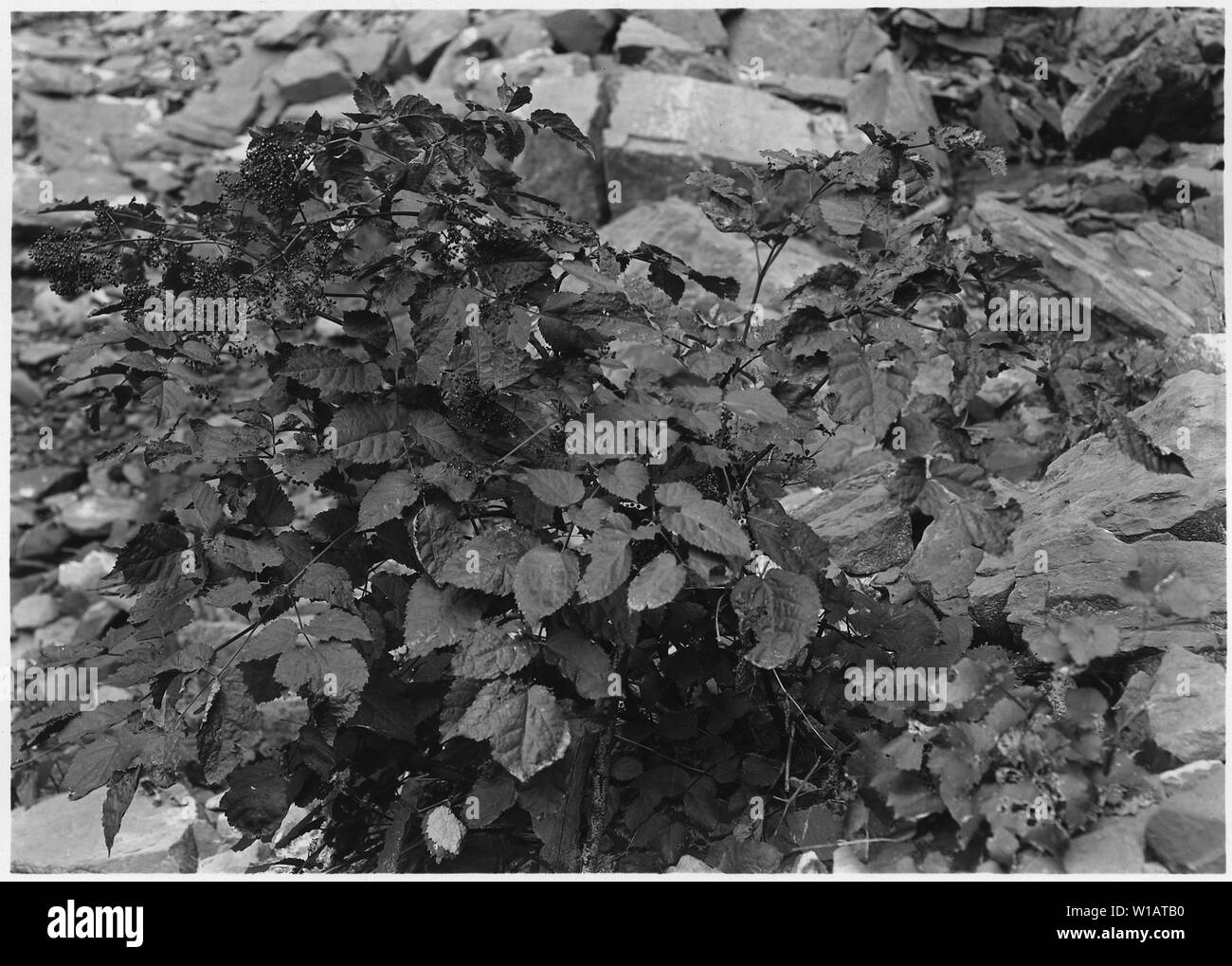 Aralia bicrenata. A rare plant, found in Grotto. Stock Photo