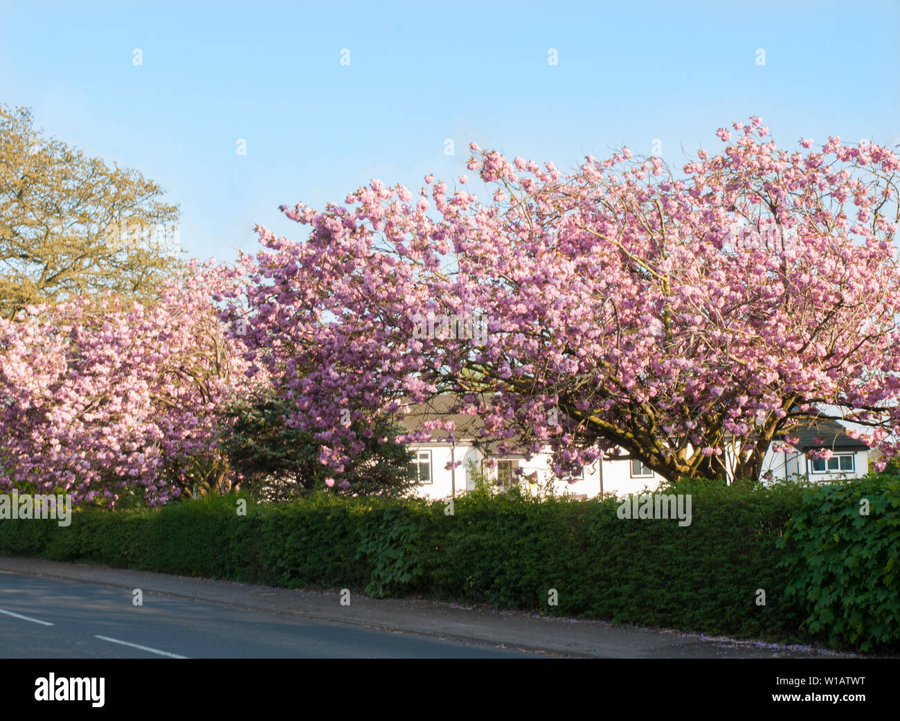 Cherry blossom tree Prunus serrulata 'Kanzan' in full flower in