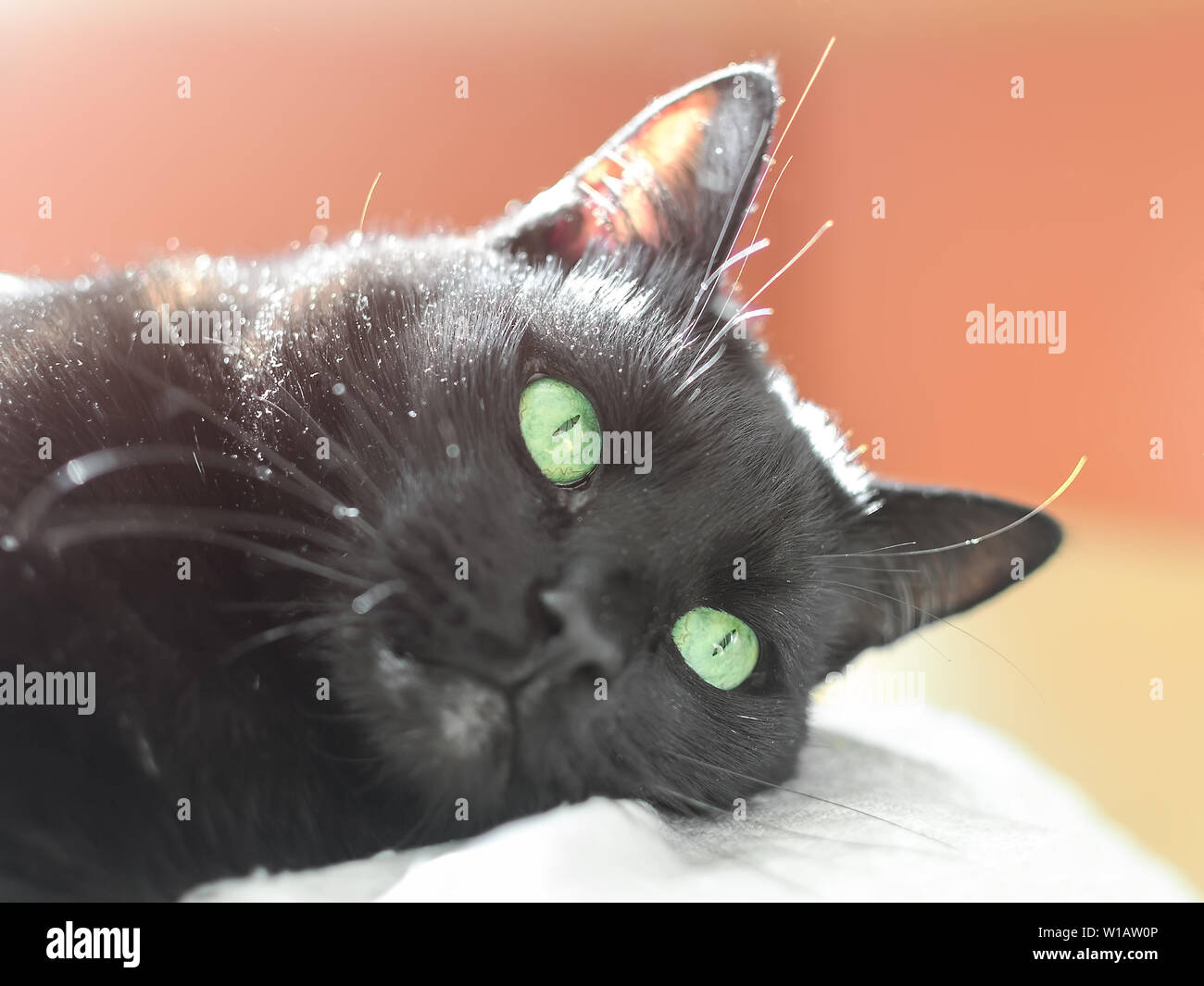 Portrait of a lying black cat with an expressive look of green eyes. Cat, who has known the futility of being. Cat who has known Zen. Pensive cat. Stock Photo