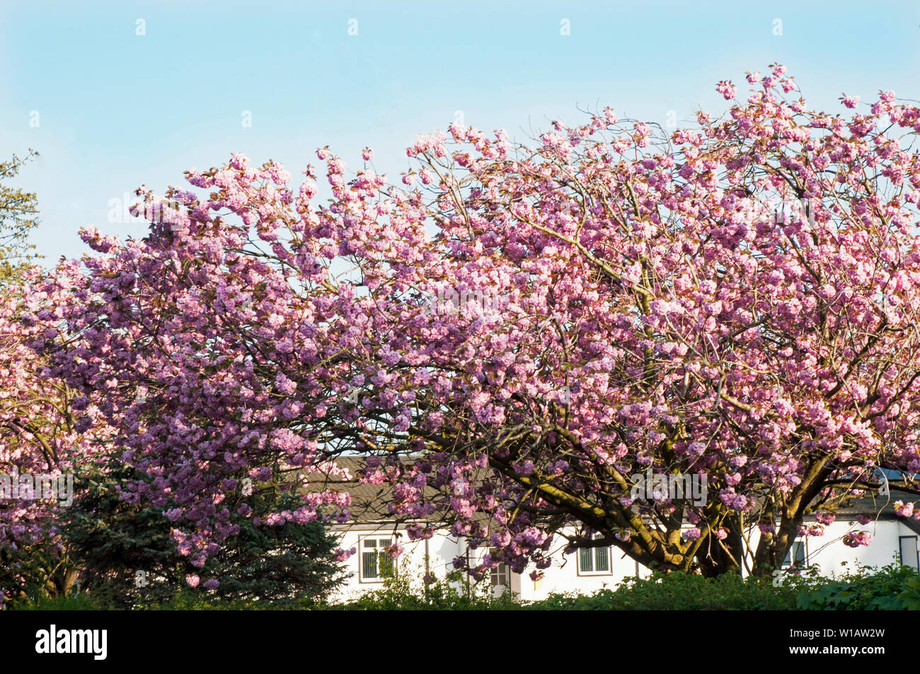 Cherry blossom tree Prunus serrulata 'Kanzan' in full flower in