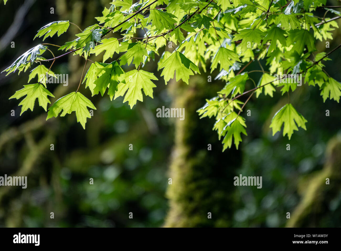 Branches of maple with green leaves lit by the setting sun Stock Photo ...
