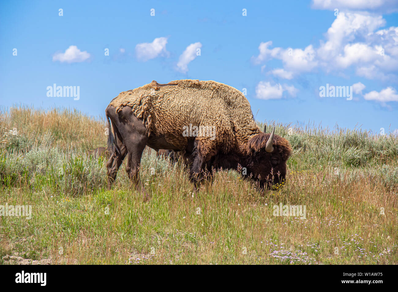 An American bison (Bison bison) just beginning to shed its winter coat in Yellowstone National Park, Wyoming, USA. Stock Photo