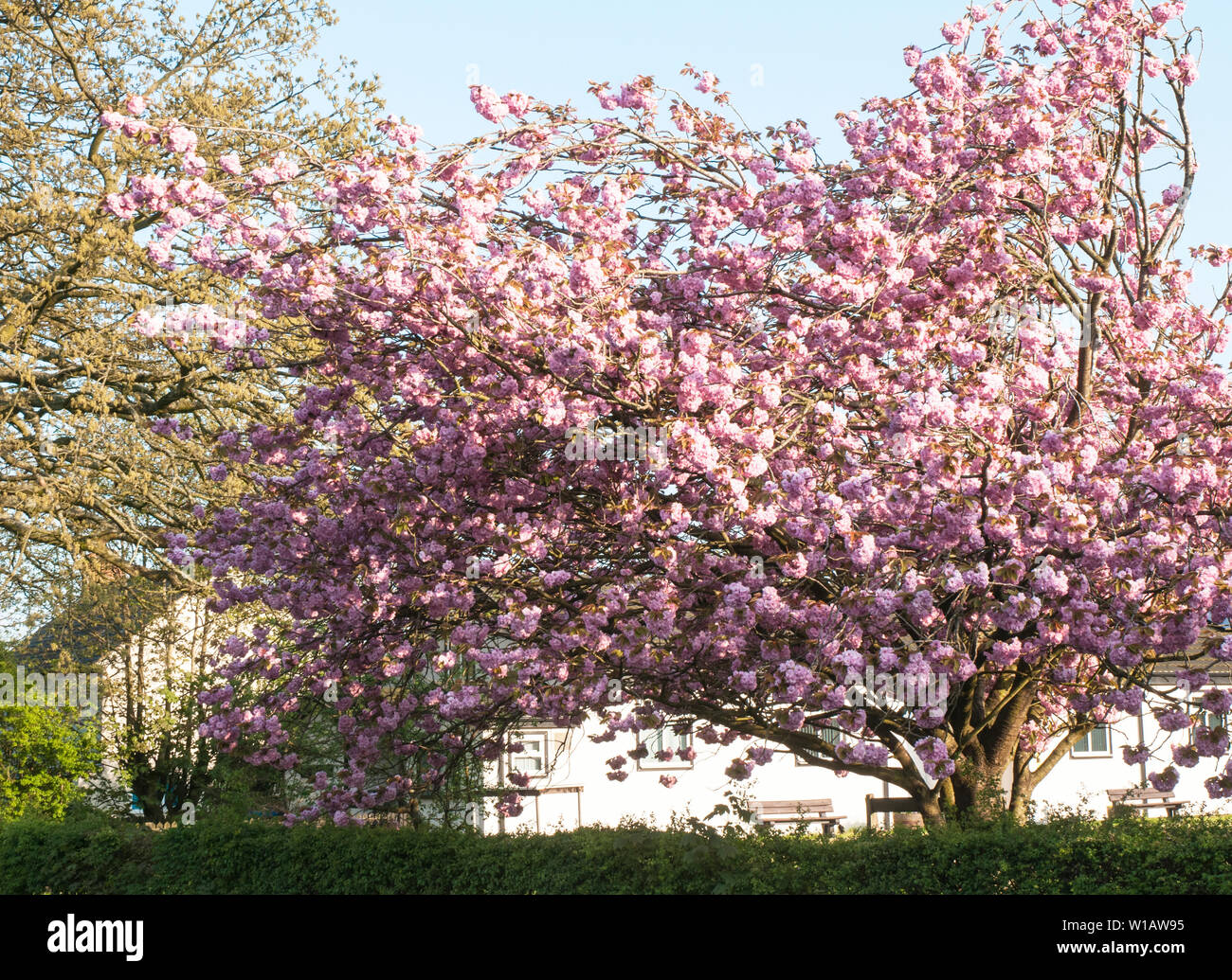 Cherry blossom tree Prunus serrulata 'Kanzan' in full flower in Singleton village Lancashire England UK Stock Photo