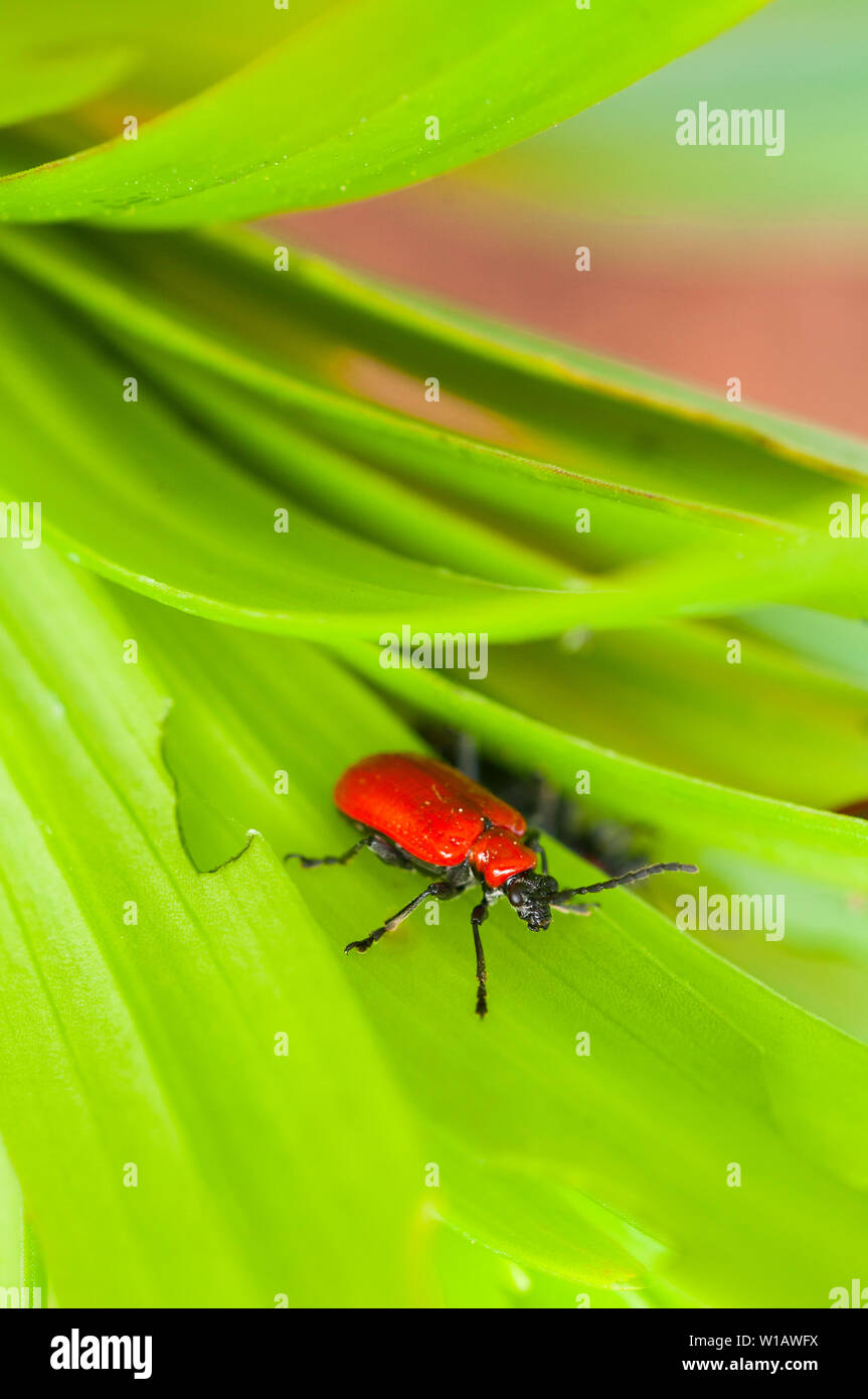 Lily Beetle Lilioceris lilii seen on a lily leaf and the damage caused