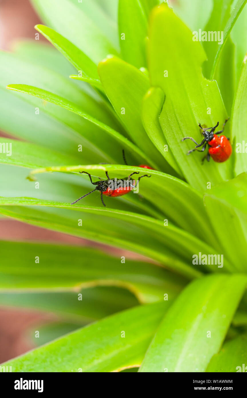 Lily Beetles Lilioceris lilii seen on a lily leaf and the damage caused to the leaf  A member of the Chrysomelidae leaf bettle family  Red lily beetle Stock Photo