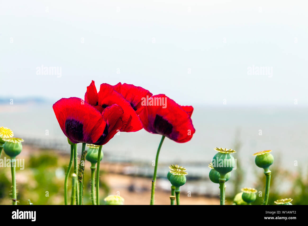 Poppy flowers and heads against the background of the seaside, Felixstowe, Suffolk, UK Stock Photo
