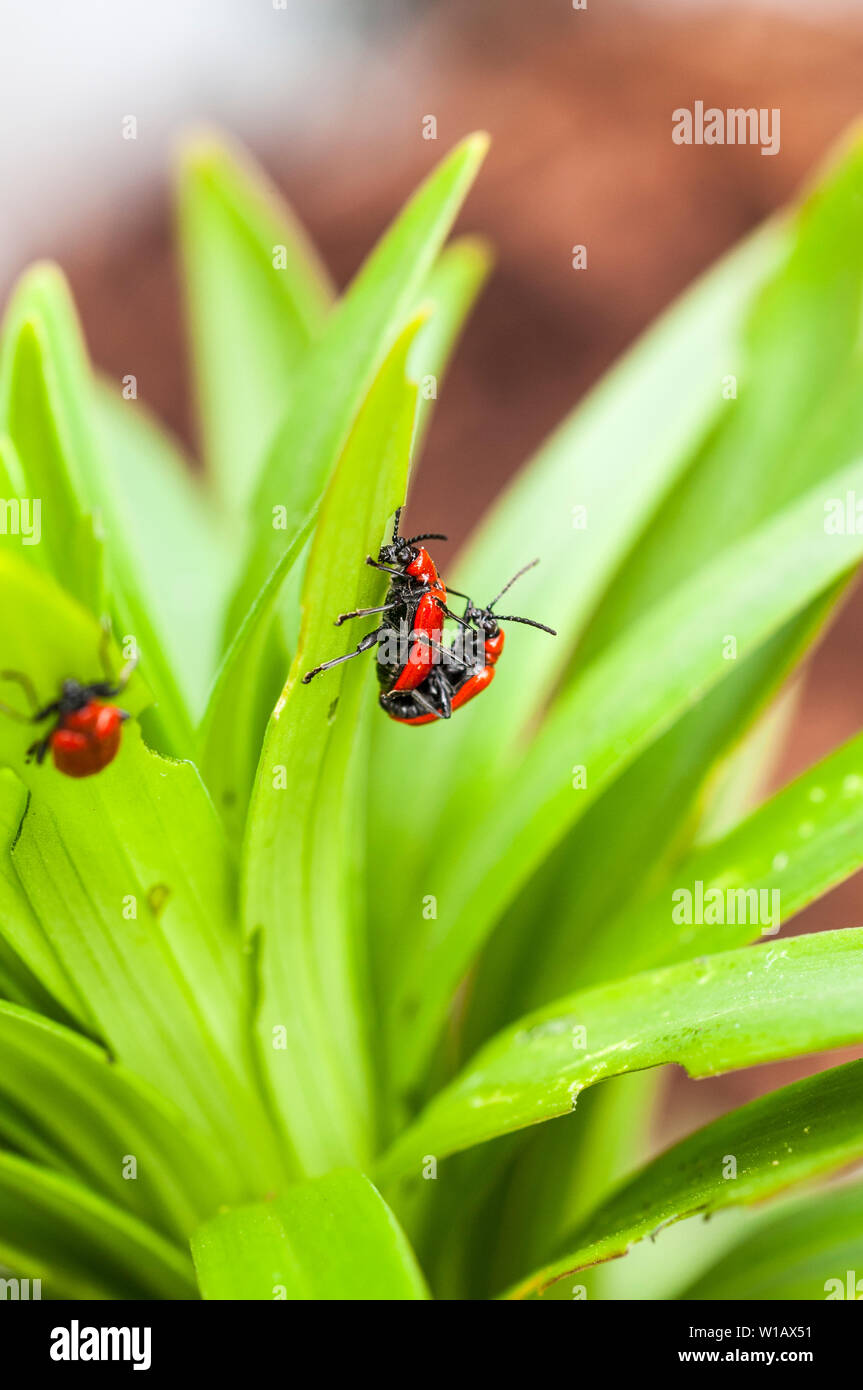 Lily Beetles Lilioceris lilii seen on a lily leaf and the damage caused to the leaf  A member of the Chrysomelidae leaf bettle family  Red lily beetle Stock Photo