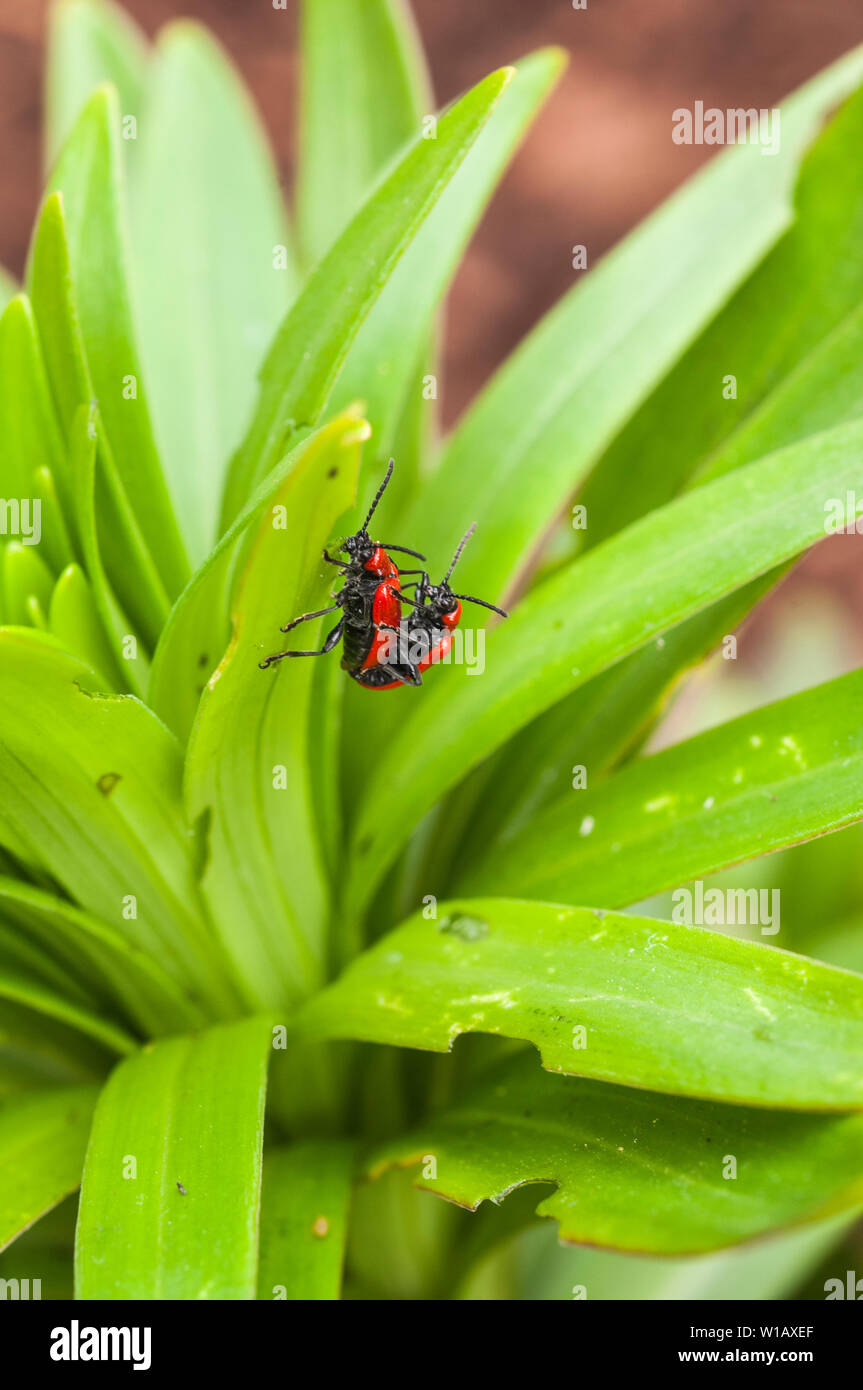 Lily Beetles Lilioceris lilii seen on a lily leaf and the damage caused