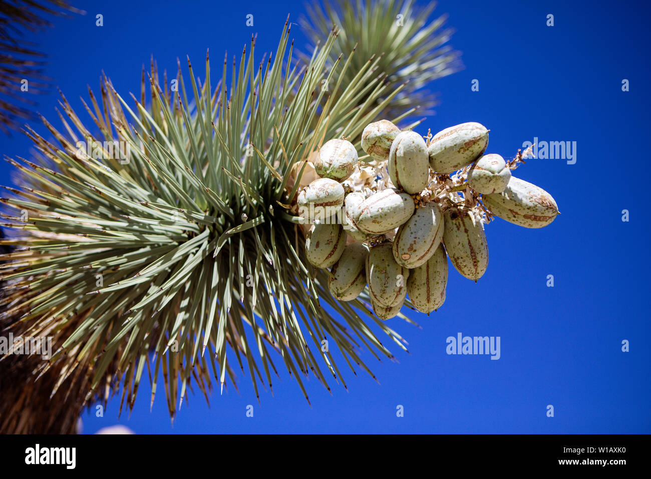 Fruit Of Joshua Tree National Park California Usa Stock Photo Alamy