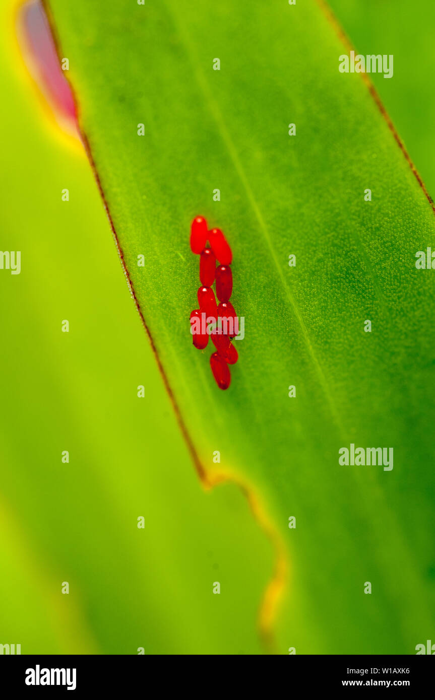 Leaf insect damage hires stock photography and images Alamy