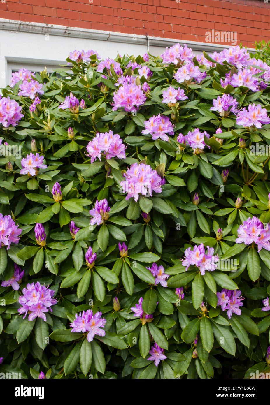 Large Rhododendron bush with large purple pink flowers in spring Stock  Photo - Alamy