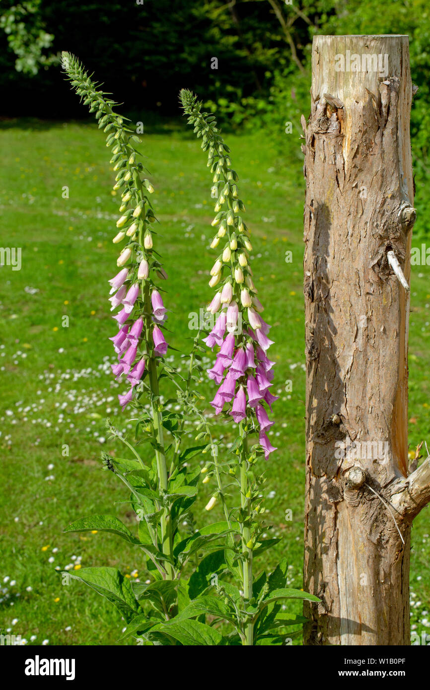 Common Foxgloves in flower (Digitalis purpurea). Two plants with flower