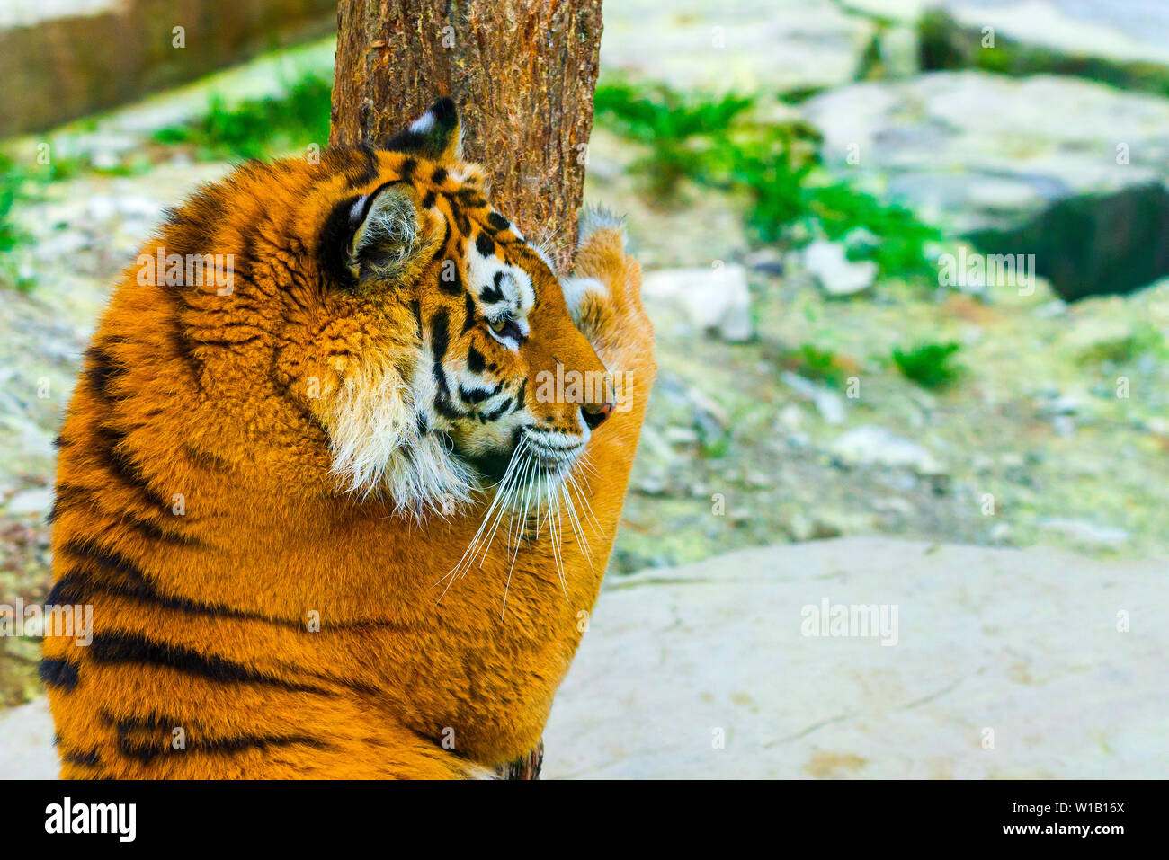 Siberian tiger portrait. Aggressive stare face meaning danger for the prey. Closeup view to angry expression Stock Photo - Alamy Siberian tiger portrait. Aggressive stare face meaning danger for the prey. Closeup view to angry expression Stock Photo - Alamy