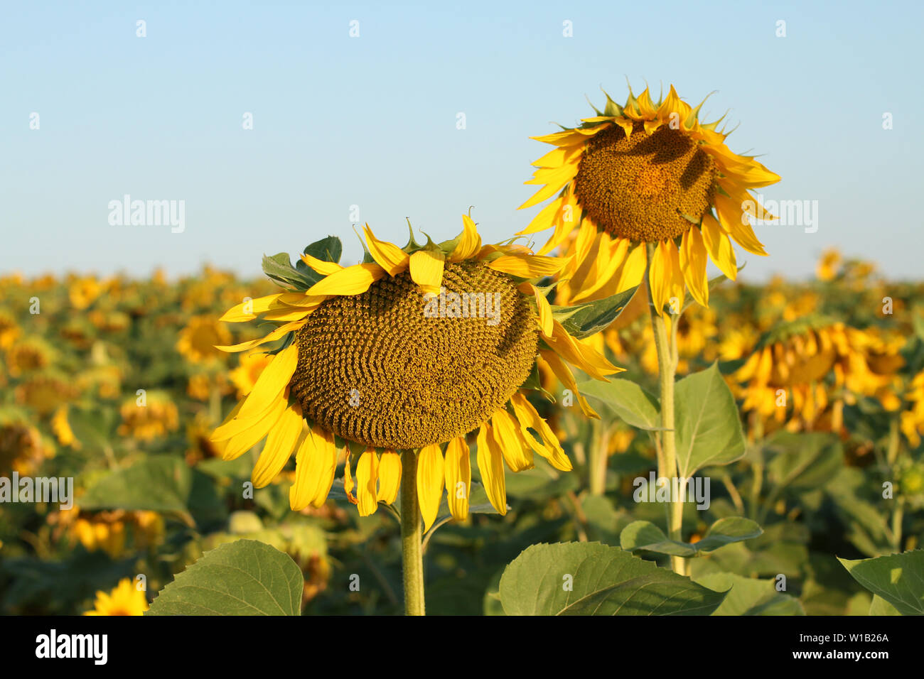 Ukraine sunflower hi-res stock photography and images - Alamy