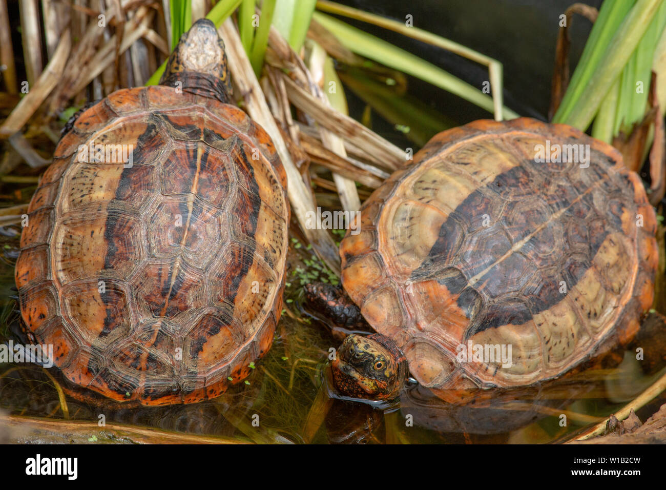 Indochinese or Flowered Box Turtles (Cuora galbinifrons). Two basking alongside one another. Critically endangered species. Stock Photo