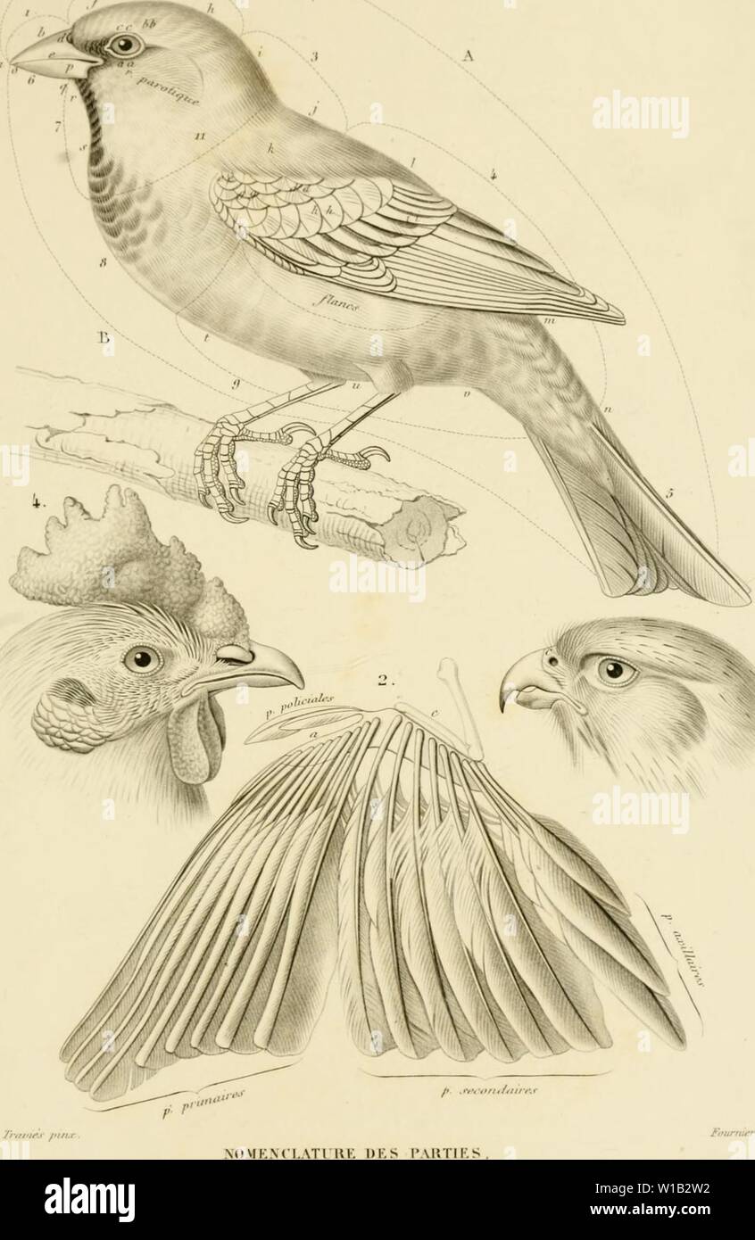 Archive image from page 306 of Dictionnaire universel d'histoire naturelle atlas. Dictionnaire universel d'histoire naturelle: atlas . dictionnaireun01orbi Year: 1861  lilCT. l'MV. 1&gt; HIST. &gt;:at. m utÃ¯im. l'i....').    .l/âm,;,u .ru,- /,;,,â'/ .,ââ/ /,â.;â ,:,â /,:,â ,////,'â¢/â ,'////â¢.. ,:{.,,,.â..â ,/u ..,r/,.r ,/ââ , 'J.. JU,- /â¢,;&gt;/ââ ,â .1 ,nâfilr.; /â//.,,/,.â /âââ:.. :,.Trl,- -/.- Irc.ys.-rrllr '+, 7r/r ,/.â (,l//ui,i,,''. Stock Photo