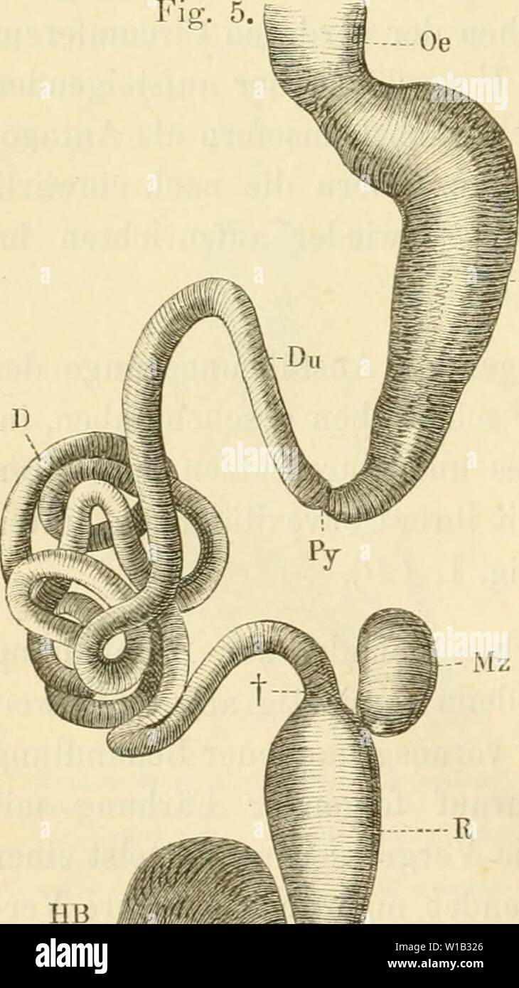 Page 2 Die Beute High Resolution Stock Photography And Images Alamy