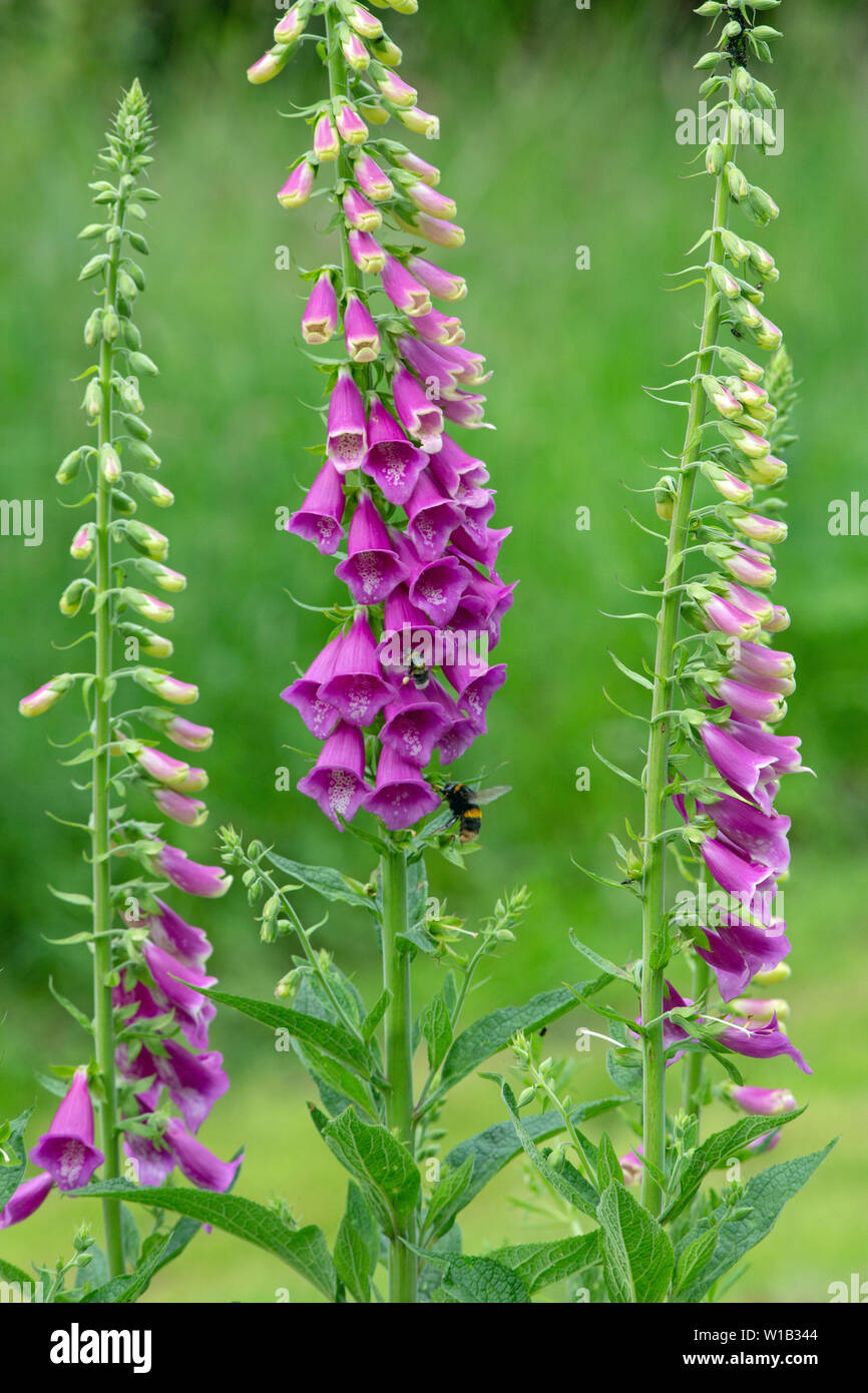 Common Foxgloves in flower (Digitalis purpurea). Flower heads with