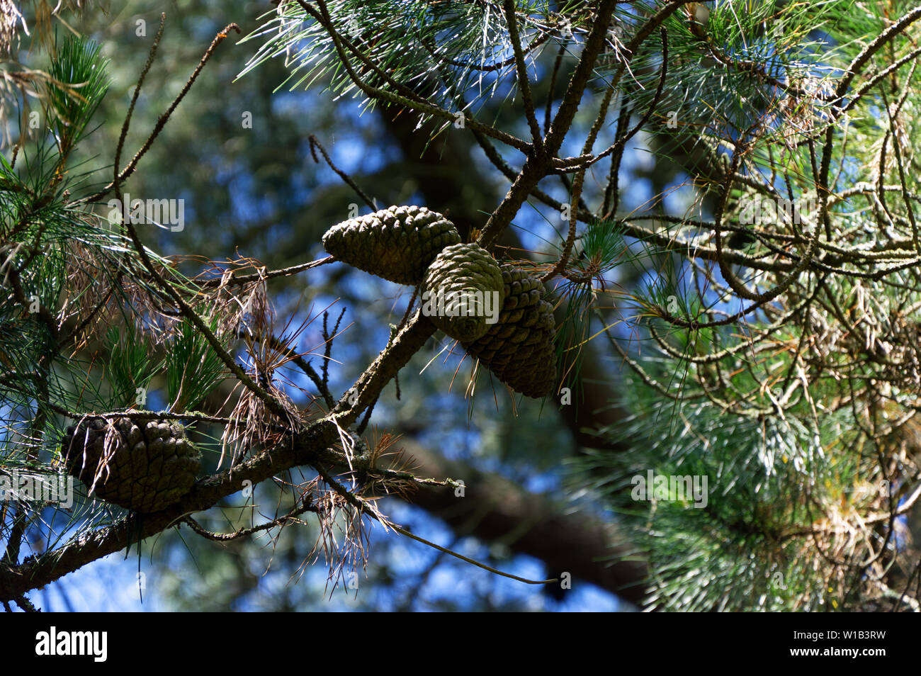 Pine Cones growing on pine tree Stock Photo Alamy