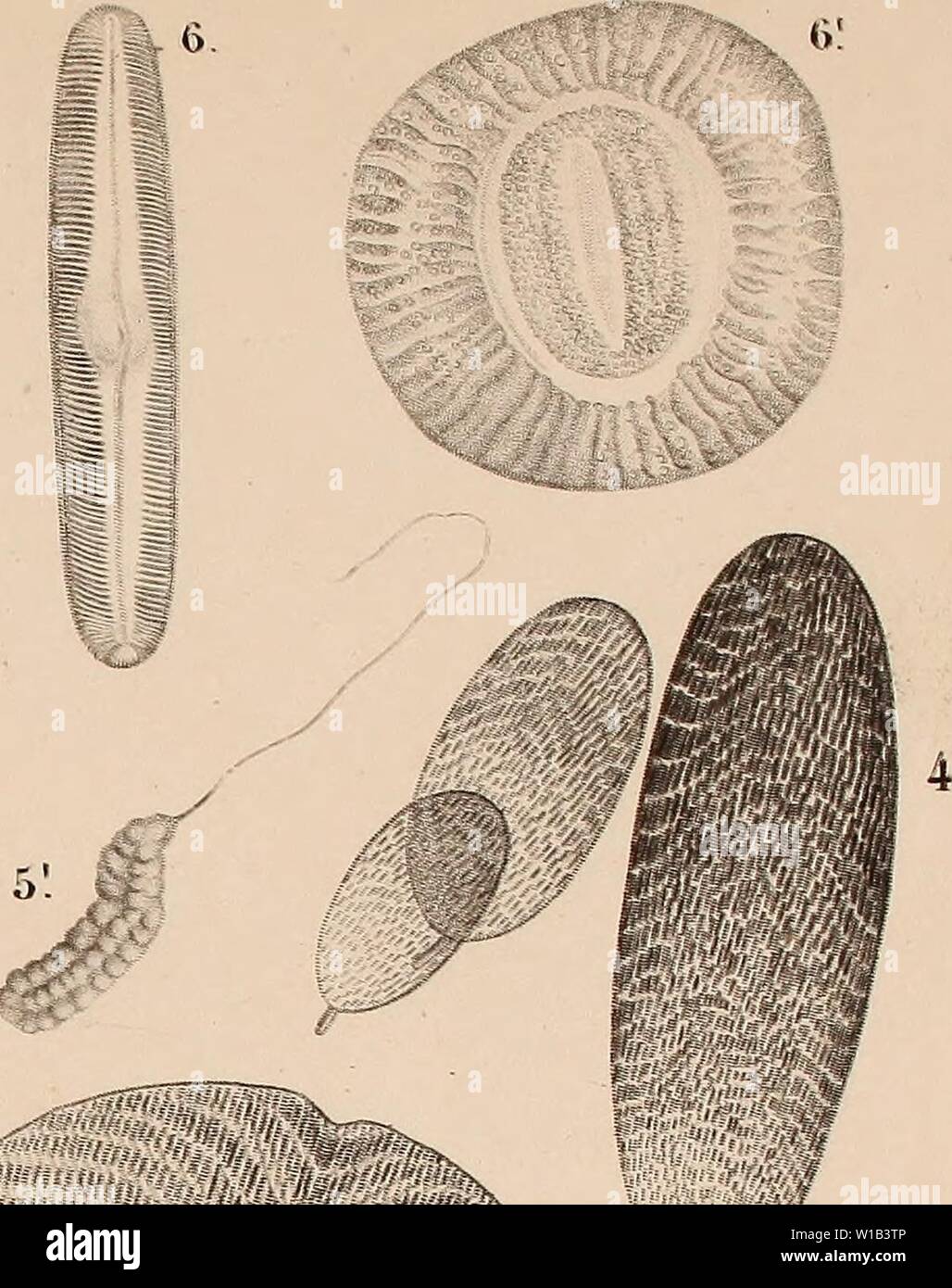 Archive image from page 310 of Des microscopes et de leur. Des microscopes et de leur usage : description d'appareils et de procédés nouveaux, suivie d'expériences microscopiques puisées dan les meilleurs ouvrages anciens et les notes de M. Le Baillif, et d'un mémoire sur les diatomées, etc. par M. De Brébisson . desmicroscopeset00chev Year: 1839  &lt;s : if I il aftï Stock Photo