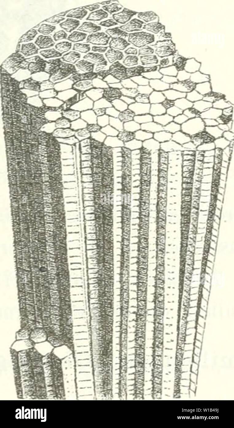 Archive image from page 312 of Die Leitfossilien, ein Handbuch für. Die Leitfossilien, ein Handbuch für den Unterricht und für das Bestimmen von Versteinerungen . dieleitfossilien00kokeuoft Year: 1896  Fig. 231.    Favosites gotlandicus His. Obersilur. (Nach F. Roemer.) 2 ifx Hallia fasciculata Frech. Aus dem Mittel- devon der Eifel. 2:1. H Hauptseptum, 0 Gegenseptum, ' Seitenseptum. Die Zahlen bezeichnen die Nebensepta (erster Ordnung) und zugleich die Reihenfolge der An- lage. Die Nebensepta zweiter Ordnung sind als Domenreihen entwickelt. Die Vierteiligkeit und zugleich die bilaterale Symme Stock Photo