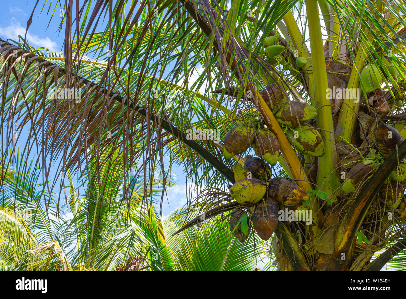 Coconuts growing on a coconut palm tree, Cocos nucifera, on the