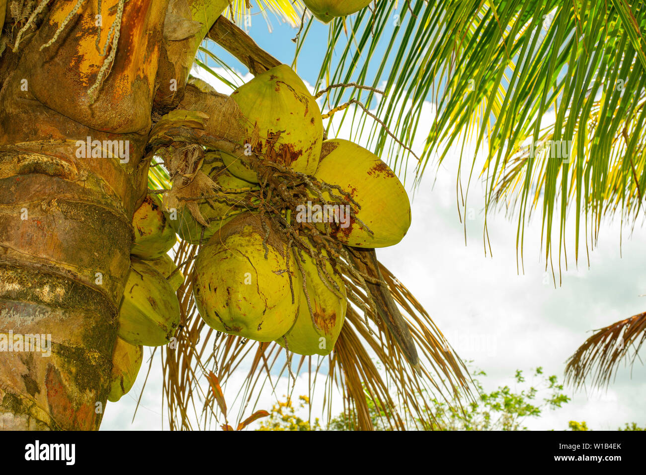 Coconuts growing on a coconut palm tree, Cocos nucifera, on the