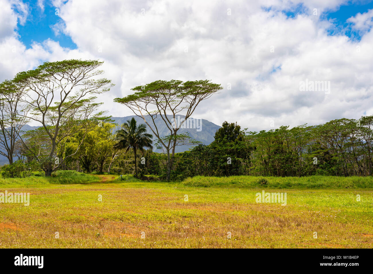 Moluccan albizia trees, Falcataria moluccana, an invasive introduced species growing on the Hawaiian island of Kauai. Stock Photo