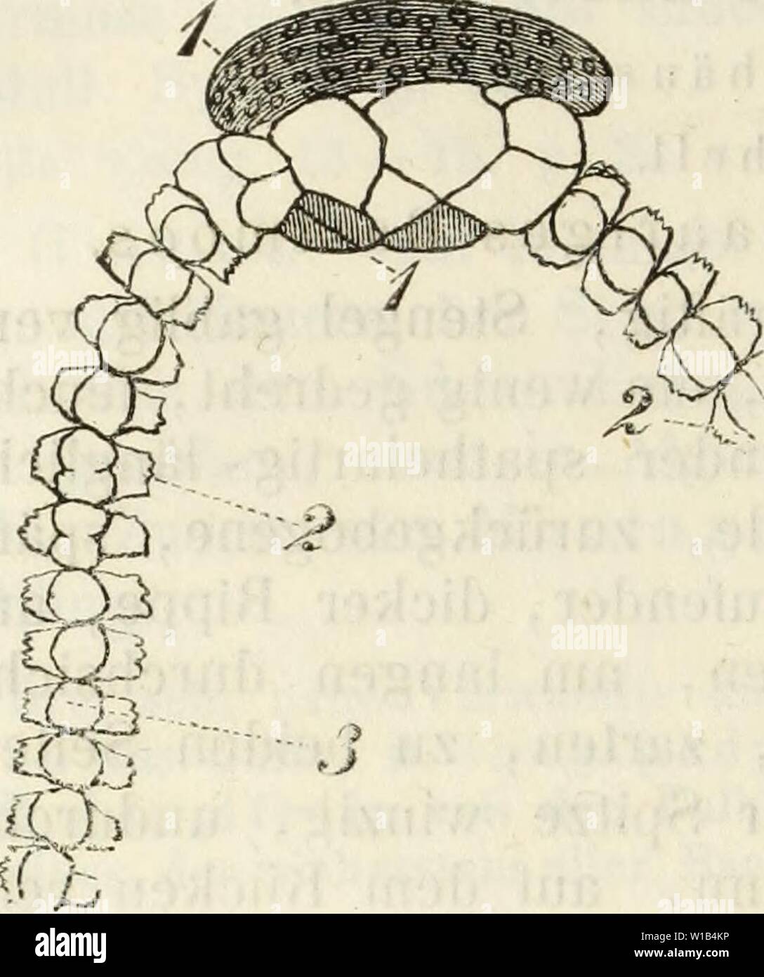 Archive image from page 315 of Deutschlands moose, oder Anleitung zur. Deutschlands moose, oder Anleitung zur kenntniss der laubmoose Deutschlands, der Schweiz, der Niederlande und Dänemarks für anfänger sowohl wie für forscher bearb . deutschlandsmoos1571mlle Year: 1853  304 B a rhu la,, Bart in o o s.    Querschnitt des Blattes von B. rural um die Papillen zu zeigen. geschlagen, am untern Kande zu bei- den Seiten durch tiefe, gelbe Zellen gleichsam gesäumt, mehr oder minder zusammengefaltet, länglich , stumpf; Blattrand überall zurückgerollt; Rippe in eine lange, sehr gesägte, wasser- helle, Stock Photo