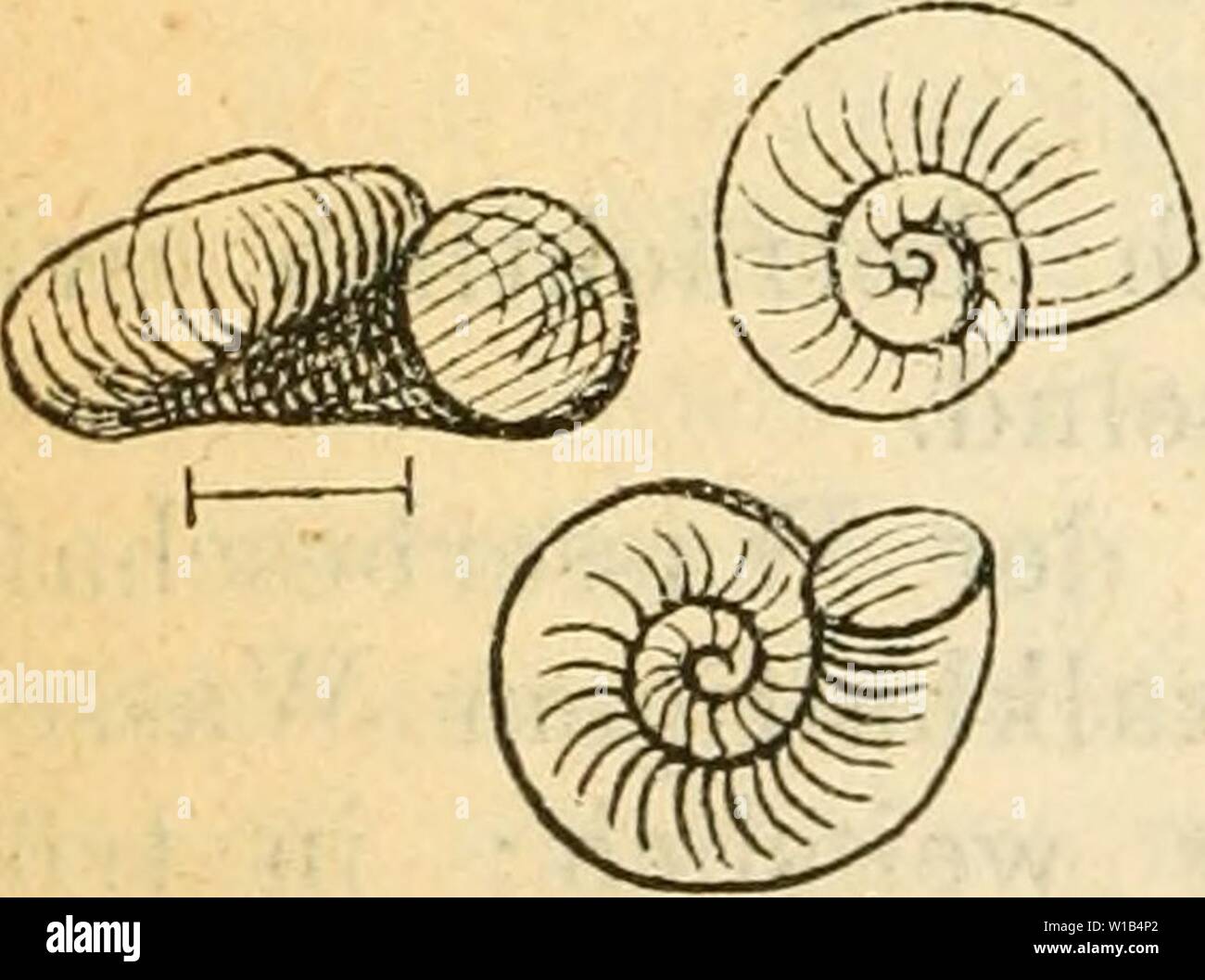 Archive image from page 315 of Deutsche excursions-mollusken-fauna (1876). Deutsche excursions-mollusken-fauna . deutscheexcursio00cles Year: 1876  310 gend beschriebenen und abgebildeten V. planorbis erkennen) angenommen zu haben. Jedenfalls sind die Unterschiede zu unbedeutend, um als Arten neben einander bestehen zu können. Auch Kobelt, Nassau p. 212 t. 5 fig. 22 nimmt V. spirorbis als selbstständige Art an; was ich unter diesem Namen gesehen habe, ist nur eine etwas grössere V. cristata. Wohnort. In Sümpfen, schlammigen Gräben, Pfützen, Seeen und Teichen, überhaupt in stehenden Wassern jed Stock Photo