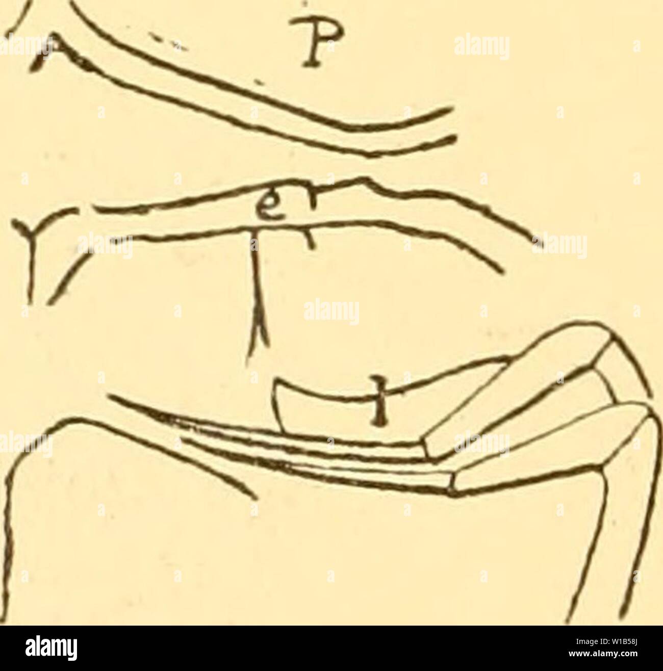 Archive image from page 319 of Des mécanismes respiratoires chez les. Des mÃcanismes respiratoires chez les CrustacÃs DÃcapodes; essai de physiologie Ãvolutive, Ãthnologique et phylogÃnique . desmcanismesre00bohn Year: 1901  310 GEORGES BOHX. orifice prÃlabial) ; chez d'autres celle des ancÃªtres des Epixanthus (rapprochement des antennes et du front), qui n'est autre que la tendance xanthienne (Xantho, ActÅa). Autour des nombreuses espÃ¨ces de ce genre prennent place d'autres espÃ¨ces que l'on a fait rentrer dans des genres voisins ; ce sont en particulier : VEiirypaiiopeiis planisslmiis [Qim Stock Photo