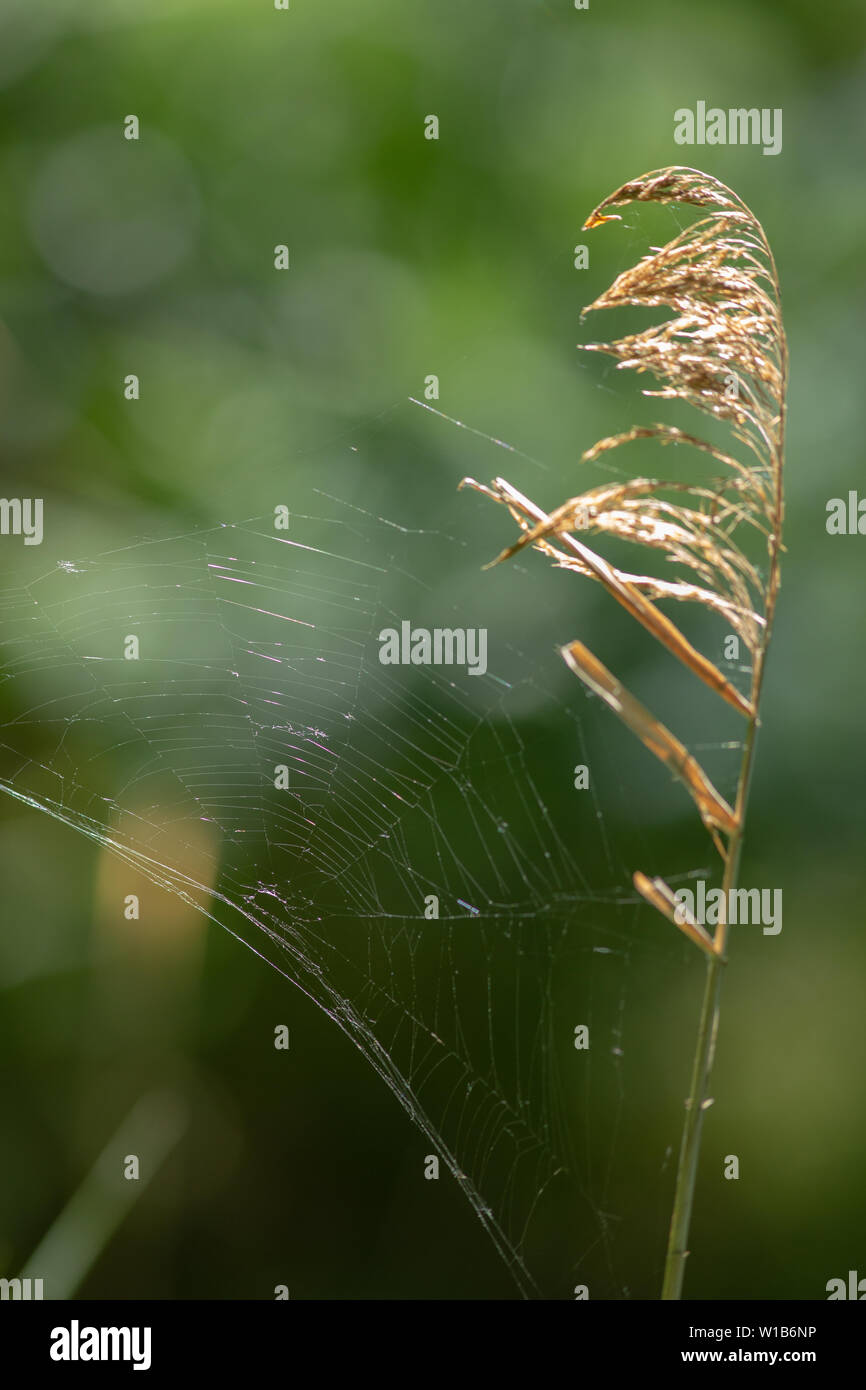 Spider’s Web, blowing in the wind. Attached to Reed (Phragmites australis) seed head and stem. Stock Photo