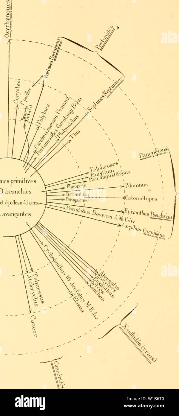 Archive image from page 329 of Des mécanismes respiratoires chez les. Des mÃcanismes respiratoires chez les CrustacÃs DÃcapodes; essai de physiologie Ãvolutive, Ãthnologique et phylogÃnique . desmcanismesre00bohn Year: 1901  320 GEORGES nOIIX.    rormesprunilives a 9 franchies Ã fronl e( Ã pallesmÃ chi non avan&lt;antcs PauopÃidÃs =PseuclÃ» -XanihidÃs Stock Photo