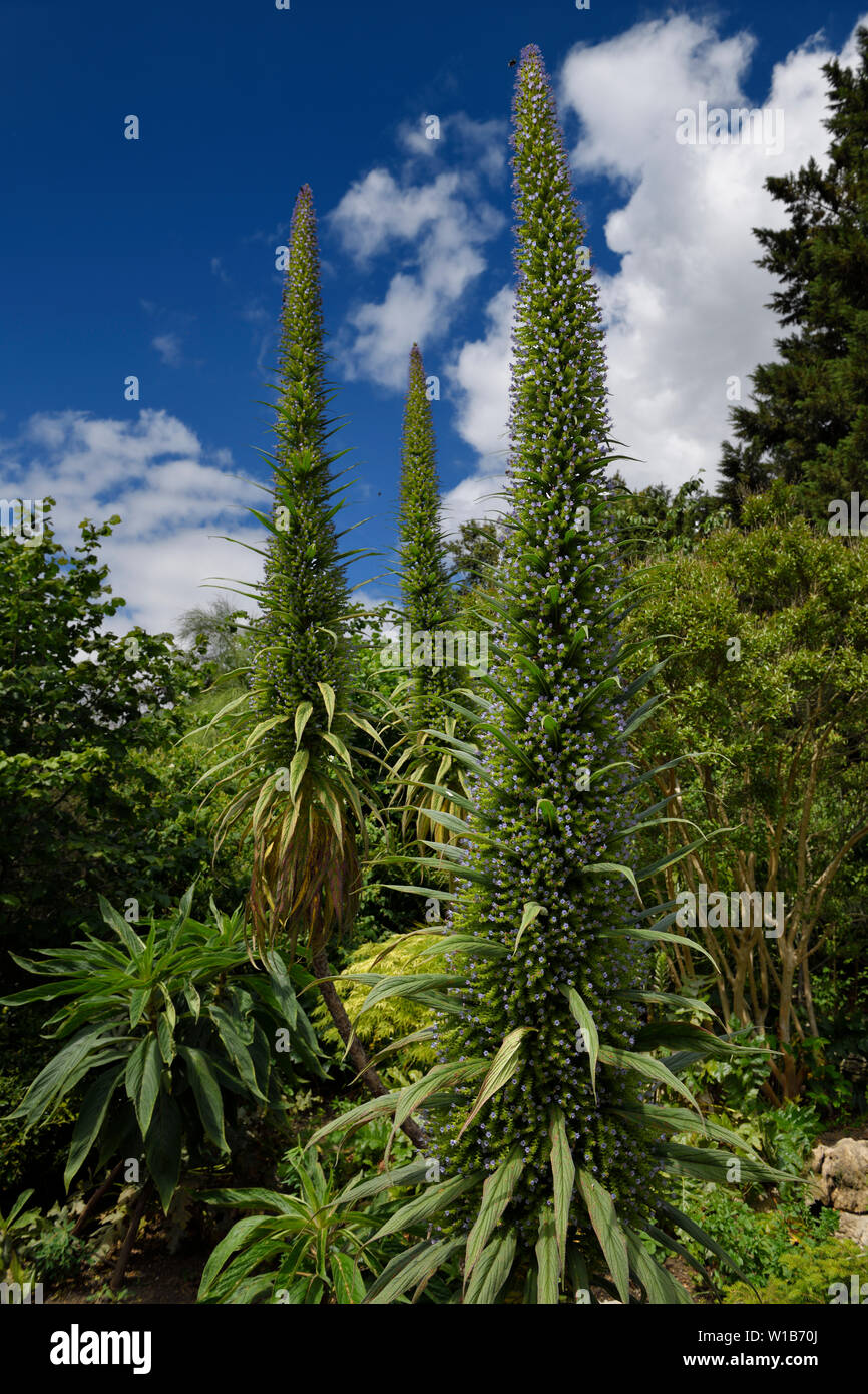 Garden in St James's Park with a giant Tree Echium with purple flowers beloved of bees London England Stock Photo