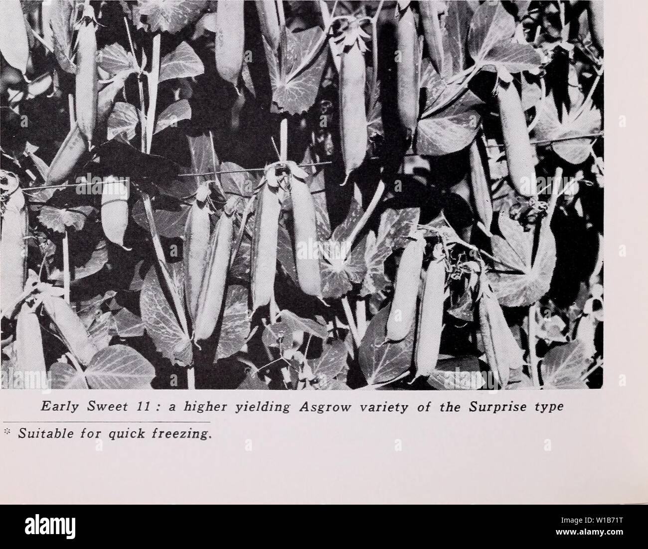 Archive image from page 33 of Descriptive catalog of vegetables for