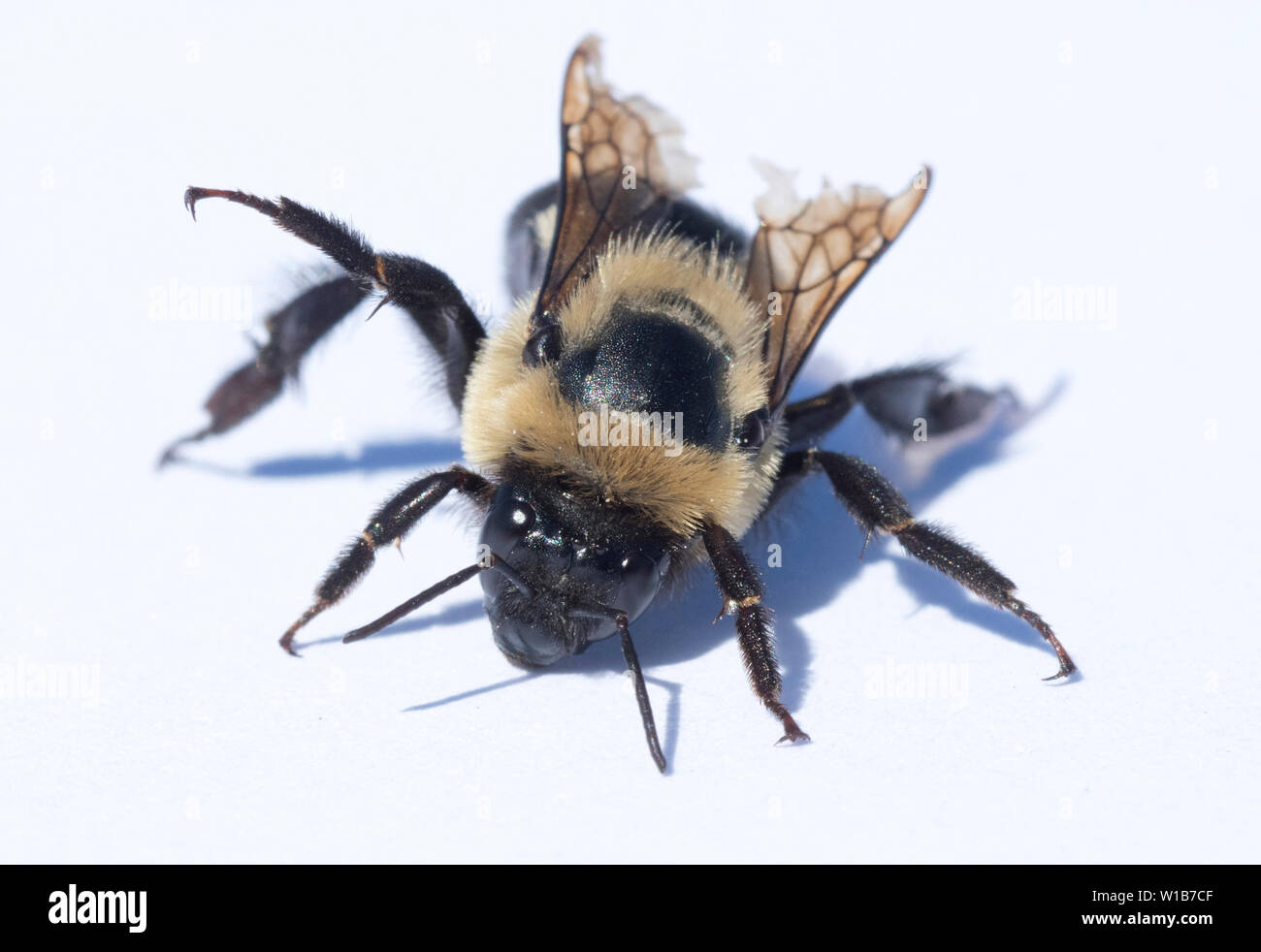 Bumblebee portrait, Seattle Stock Photo