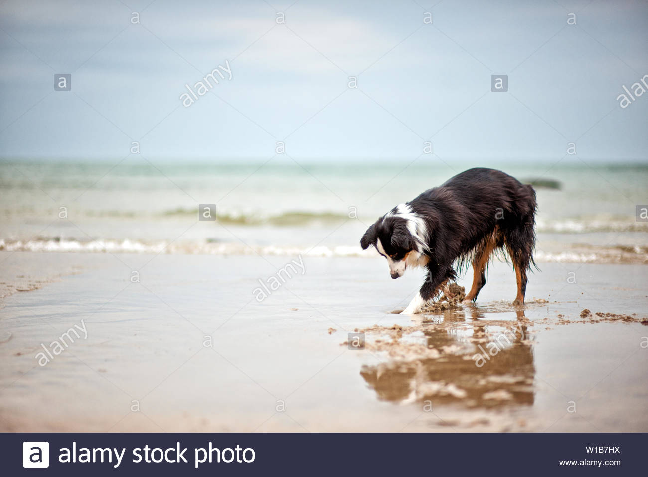 australian shepherd digging