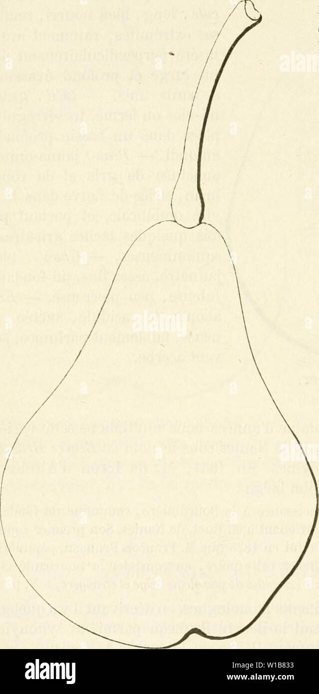 Archive image from page 337 of Dictionnaire de pomologie, contenant l'histoire,. Dictionnaire de pomologie, contenant l'histoire, la description, la figure des fruits anciens et des fruits modernes les plus gÂnÂralement connus et cultivÂs . dictionnairedepo01lero Year: 1867  328 BEU [beurrÃ bru] Ã lenticelles fortes et abondantes Ã coussinets presque nuls. â Yeux : excessive- ment petits, larges Ã la base, aplatis au sommet, collÃs complÃ¨tement contre l'Ãcorce. â Feuilles : assez grandes, Ãpaisses, cotonneuses, ovales-arrondies, sou- vent canaliculÃes, ayant les bords presqu'unis et le pÃtiol Stock Photo