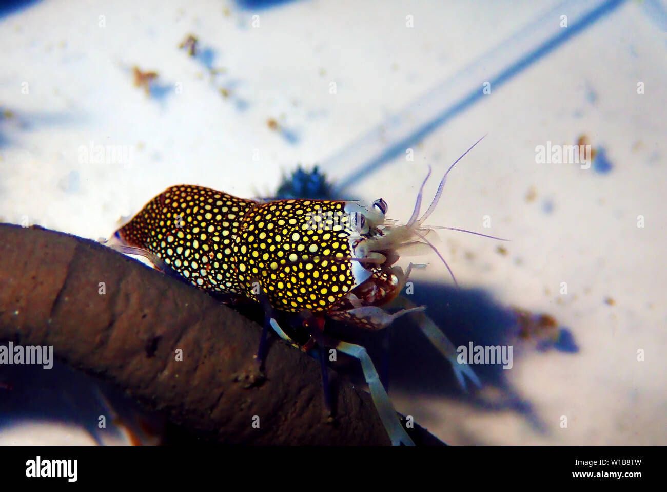 Spotted Bumblebee Shrimp - Gnathophyllum elegans Stock Photo