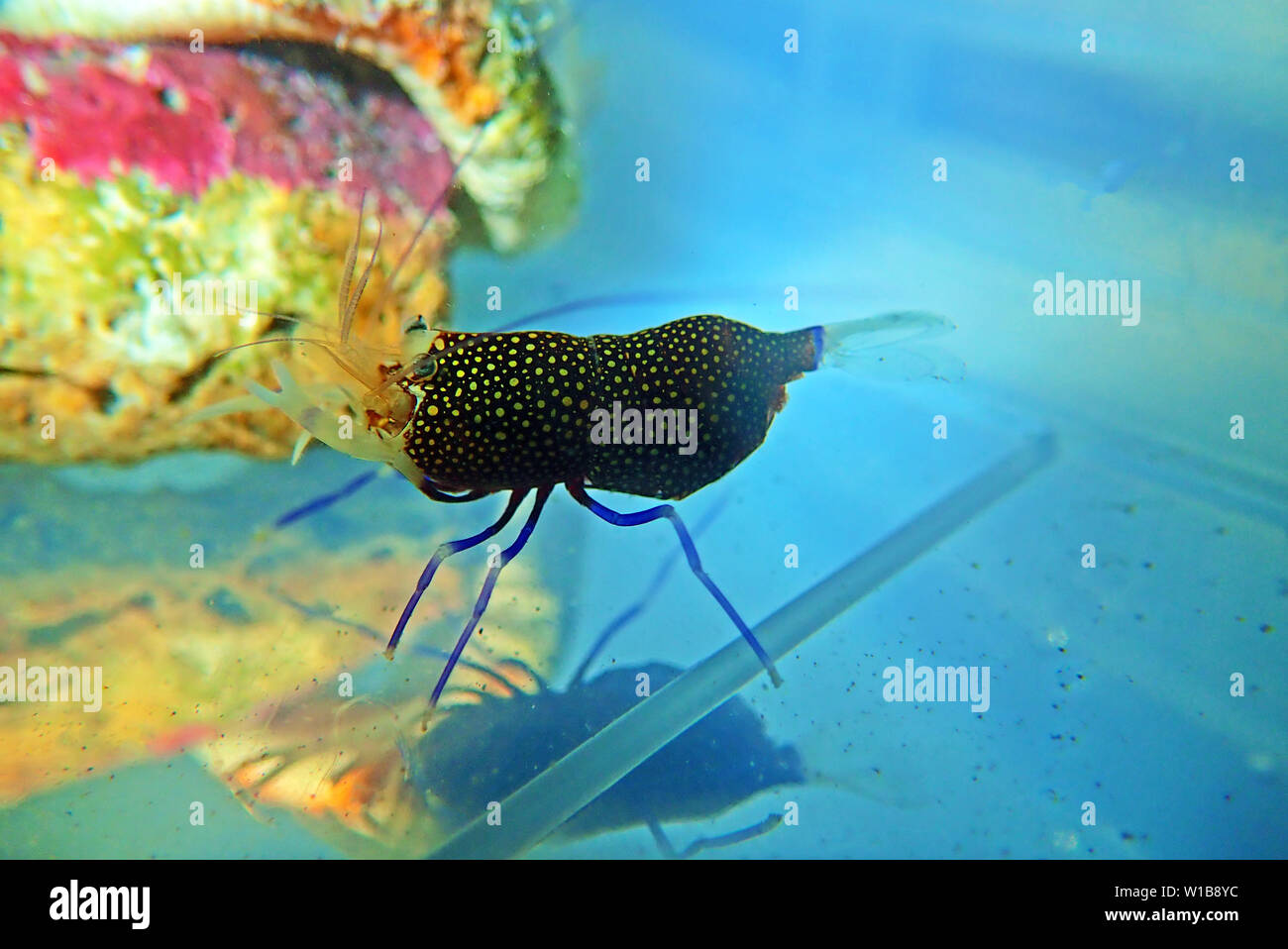 Spotted Bumblebee Shrimp - Gnathophyllum elegans Stock Photo