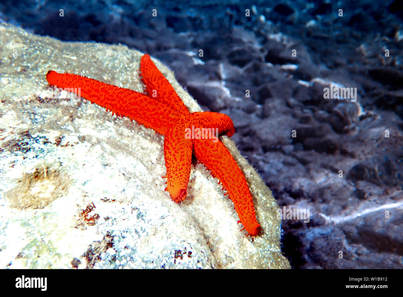 Echinaster sepositus - (Mediterranean Red Sea Star) Stock Photo