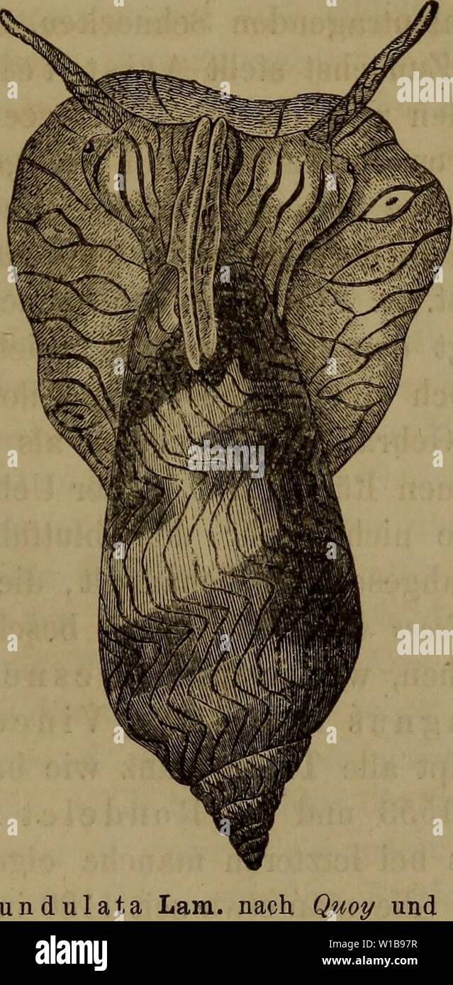 Archive image from page 342 of Die Klassen und Ordnungen der. Die Klassen und Ordnungen der Weichthiere (Malacozoa) : wissenschaftlich dargestellt in Wort und Bild . dieklassenund32186266bron Year: 1862  Vorderkiemer: Prosobranchia M. Edw. Tafel 71—93. Fig. 57.    Voluta undulata Lam. nach und Gaimard. I. Einleitung. 1. Geschichte. Mit den Muscheln hat man wohl von jeher, wie schon das Vorhandensein eines eigenen Namens in fast allen Sprachen andeutet, die Schnecken als eine besondere Thierform unterschieden und in den Ländern der alten Cultur, wo die Meere solchen Reichthum an schalen- tragen Stock Photo