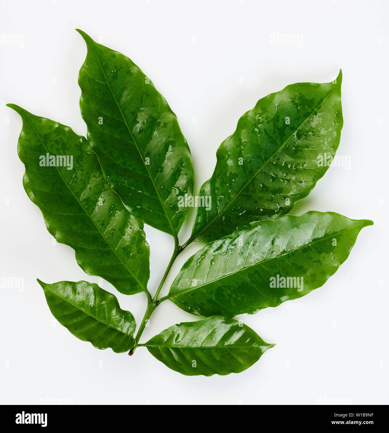 Wet green coffee leafs isolated on white background Stock Photo