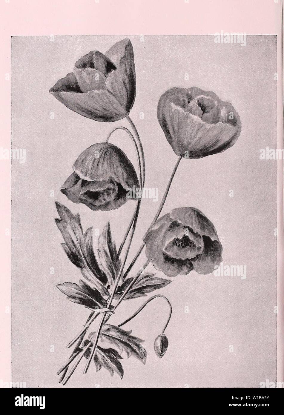 Archive image from page 35 of Descriptive illustrated catalogue of new. Descriptive illustrated catalogue of new and rare seeds, plants, and bulbs . descriptiveillus1893unit Year: 1893 Tulip Poppy. (Papaver glaucum.) (See opposite page.) The finest annual of recent introduction. Stock Photo