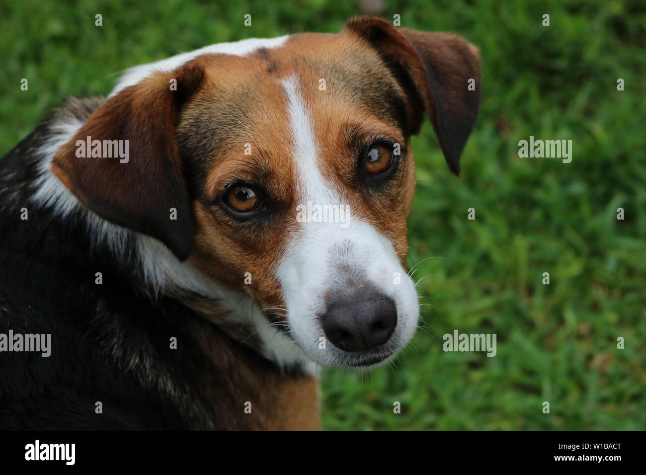 Brown and kerr hi-res stock photography and images - Alamy