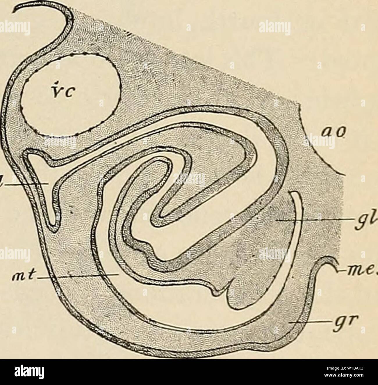 Archive image from page 352 of The development of the human. The development of the human body : a manual of human embryology . developmentofhum00mcmu Year: 1914  THE MESONEPHROS 341 glomeruli, such as occur in connection with the mesonephric tubules do not occur in the pronephros of the human embryo, and this fact, together with the presence of external glomeruli and the participa- tion of the tubules in the formation of the Wolffian duct, serve to distinguish the pronephros from the mesonephros. The pronephric tubules, are, as has been stated, transitory structures and by the time the embryo Stock Photo
