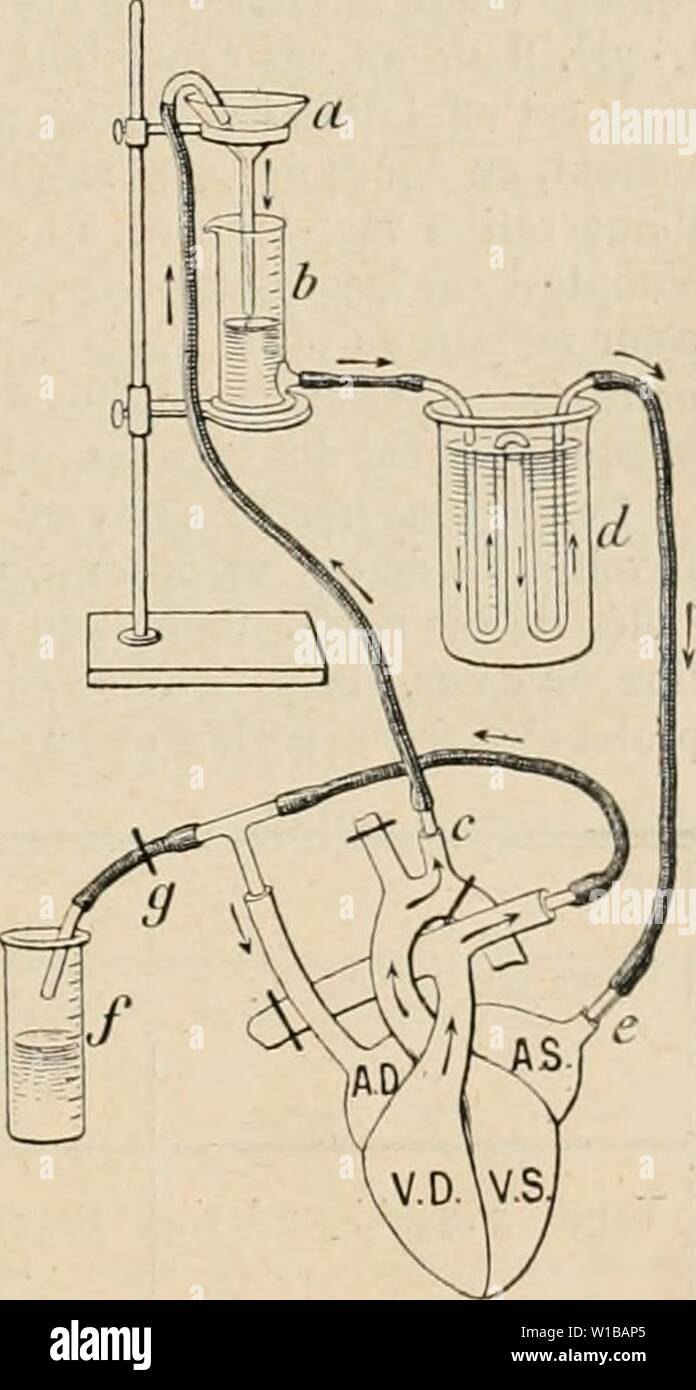 Archive image from page 354 of Dictionnaire de physiologie (1900). Dictionnaire de physiologie . dictionnairedeph04rich Year: 1900  CÅUR. 3t5 rÃelle de la cii'ciilalioii du Cd'ur. Le plus souvent les auimaux dont ils se servaient [jour les expÃriences (de jeunes veaux,) avaient le Ironc des coronaires tellement court ([u'il n'y avait pas Je place pour la canule, et celle-ci obstruait l'une des brandies principales, dÃterminant rapidement la mort du cieur. Ils cberchÃ¨rent alors Ã Ãvaluer par diffÃrence le sang des coronaires, en mesurant simultanÃment les quantitÃs de sang qui circulent dans l Stock Photo