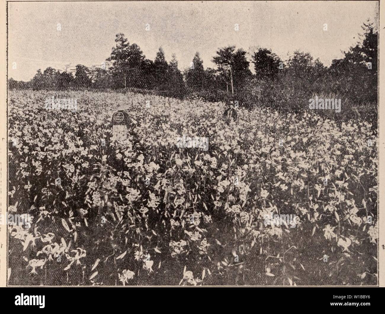 of ... 361 from image of Descriptive catalogue Archive page ... from of image of 361 Archive catalogue page Descriptive