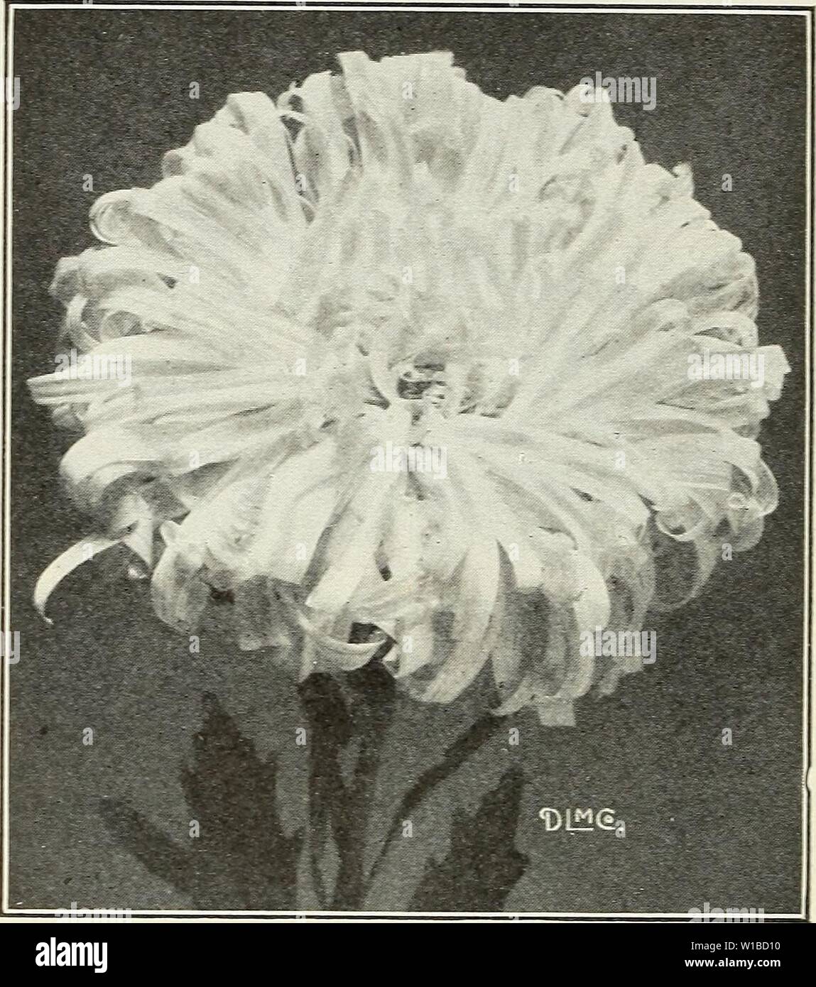 Archive image from page 37 of Descriptive catalogue of vegetable and. Descriptive catalogue of vegetable and flower seeds . descriptivecatal1926john Year: 1926  Aster, Crego Giant CREGO GIANT, COMET or OSTRICH PLUME MIDSEASON A flower of the Giant Comet type, often measuring from -i to 5 inches in diameter and resembling large chr&gt;-santhemums. They are of strong growth, attain- ing the height of 3 feet. Pkts. 10c. ?4 OZ. Lavender SI.00 Rose .. Light Blue 1.00  Pink.. Crimson 1.00 White Purple 1.00 Mixed K oz. .SI.00 . 1.00 . 1.00 . 1.00 Aster, Queen of the Market Collection of 7 colors as Stock Photo
