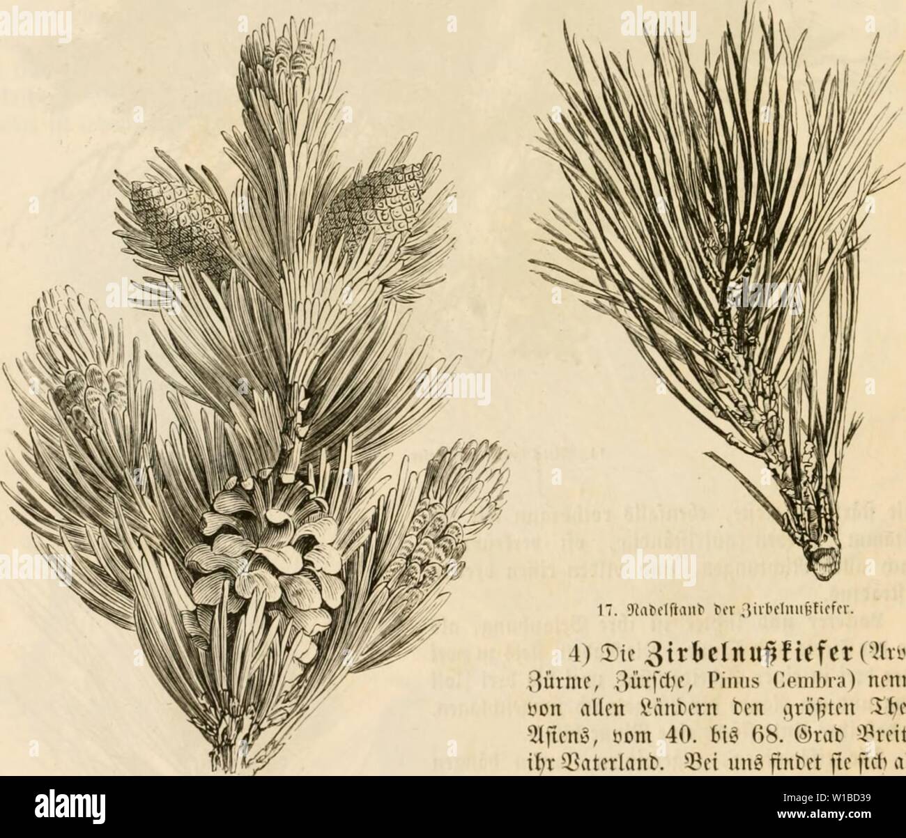 Archive image from page 37 of Deutsche Waldbäume und ihre Physiognomie Stock Photo